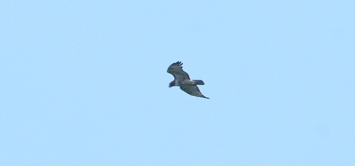 Red-tailed Hawk - ML102653891