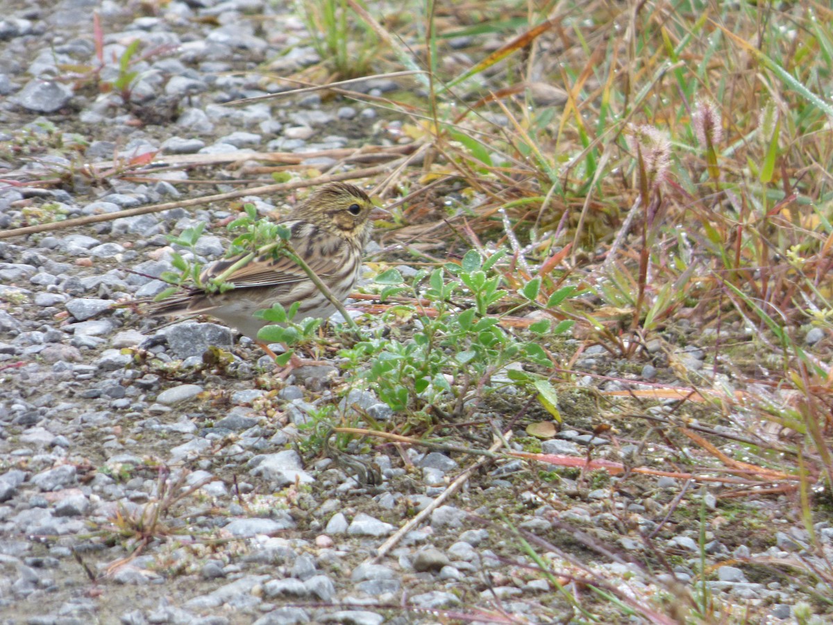 Savannah Sparrow - ML102654281