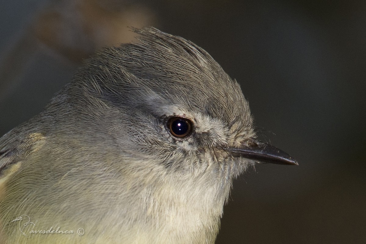 White-crested Tyrannulet (Sulphur-bellied) - ML102654521