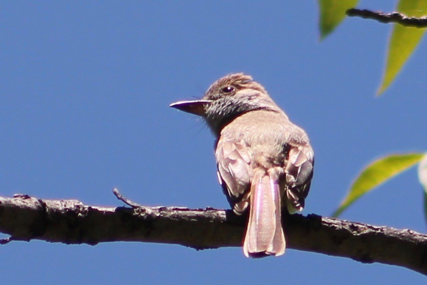 Dusky-capped Flycatcher - Holly Kleindienst