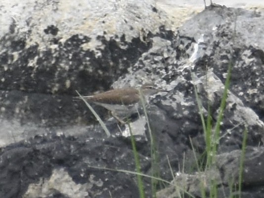 Common Sandpiper - T I