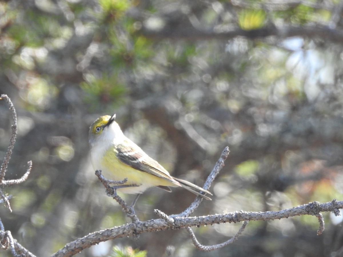 Vireo Ojiblanco - ML102656711