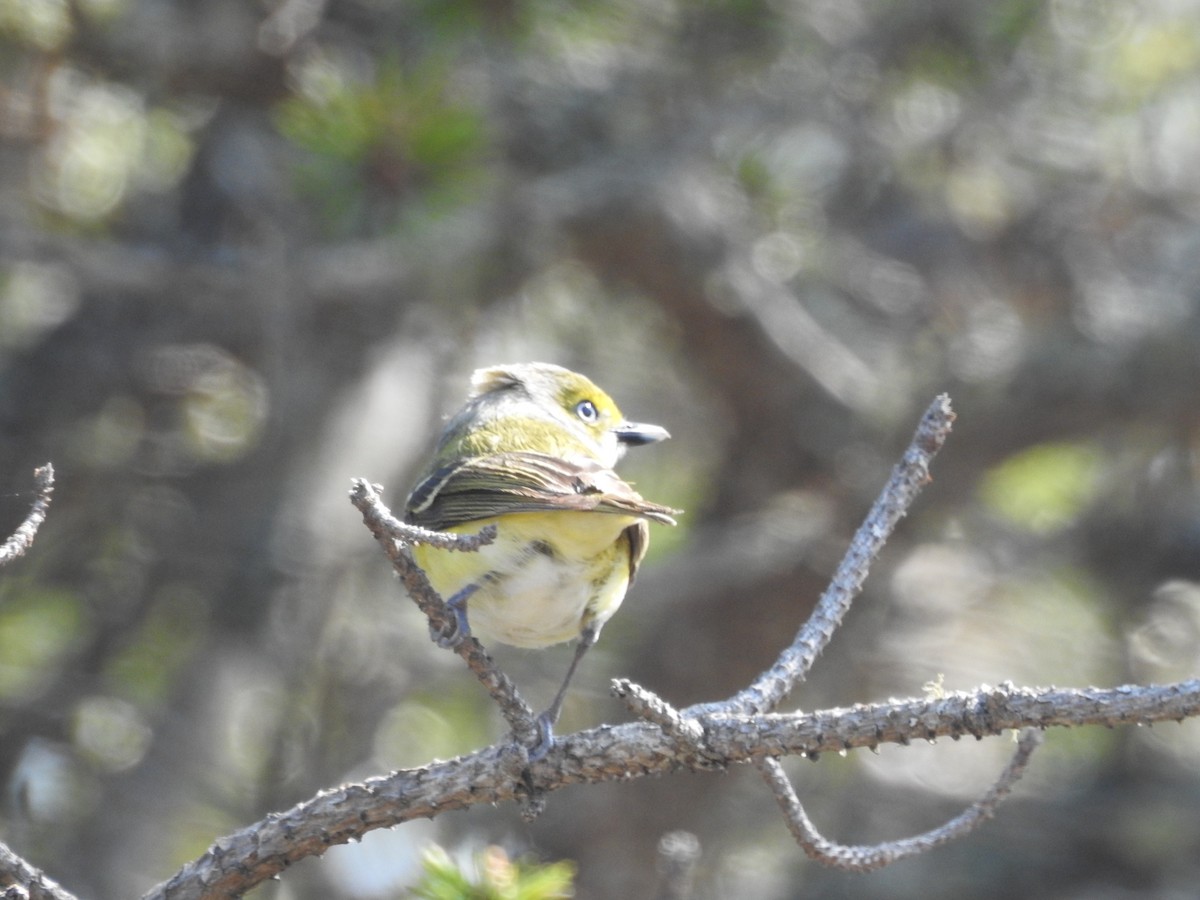 Vireo Ojiblanco - ML102656791