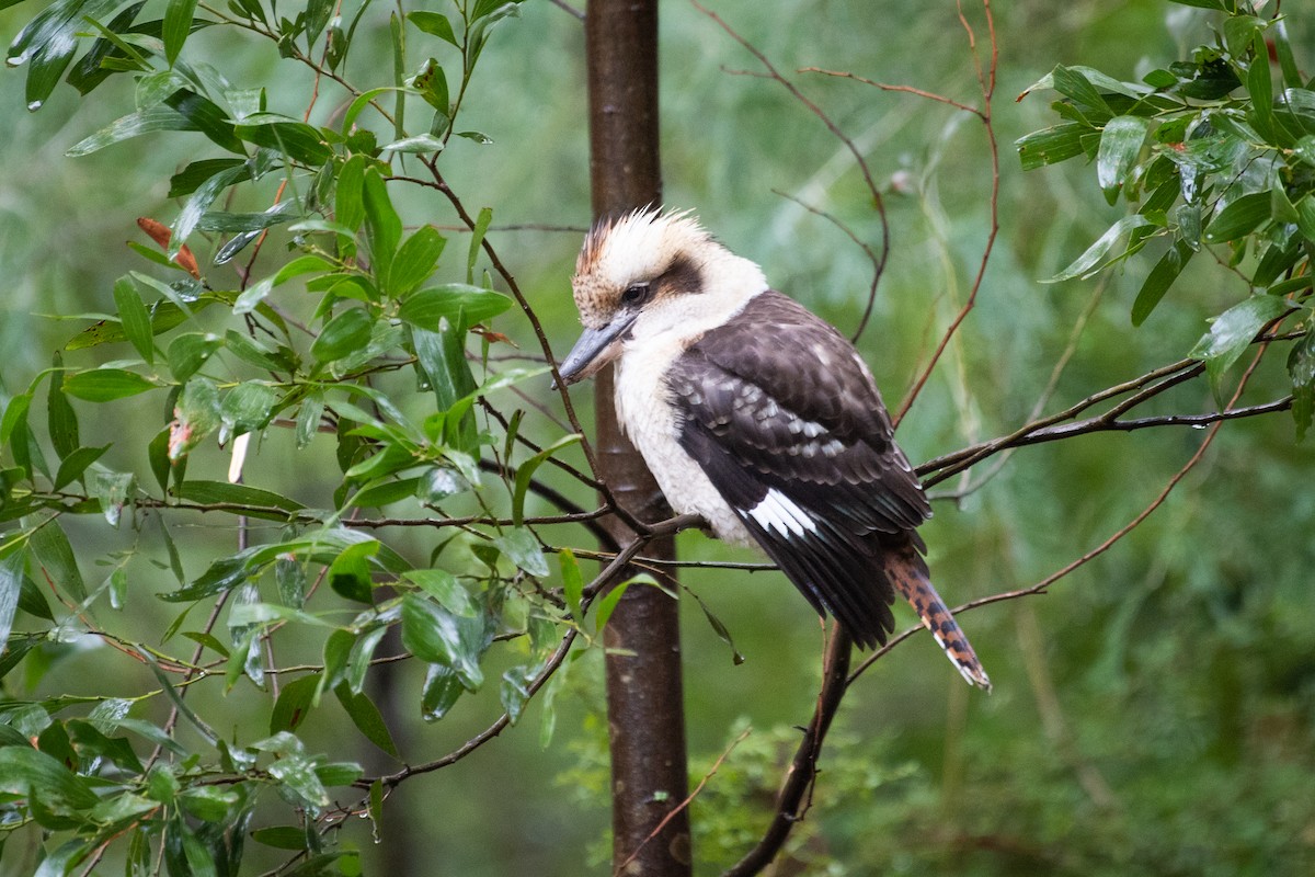 Laughing Kookaburra - ML102657011