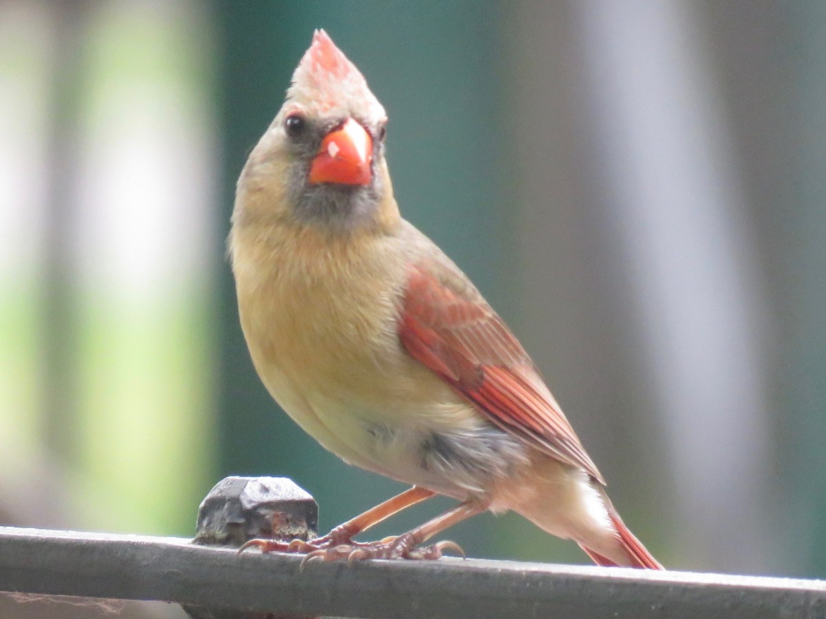 Northern Cardinal - ML102658361