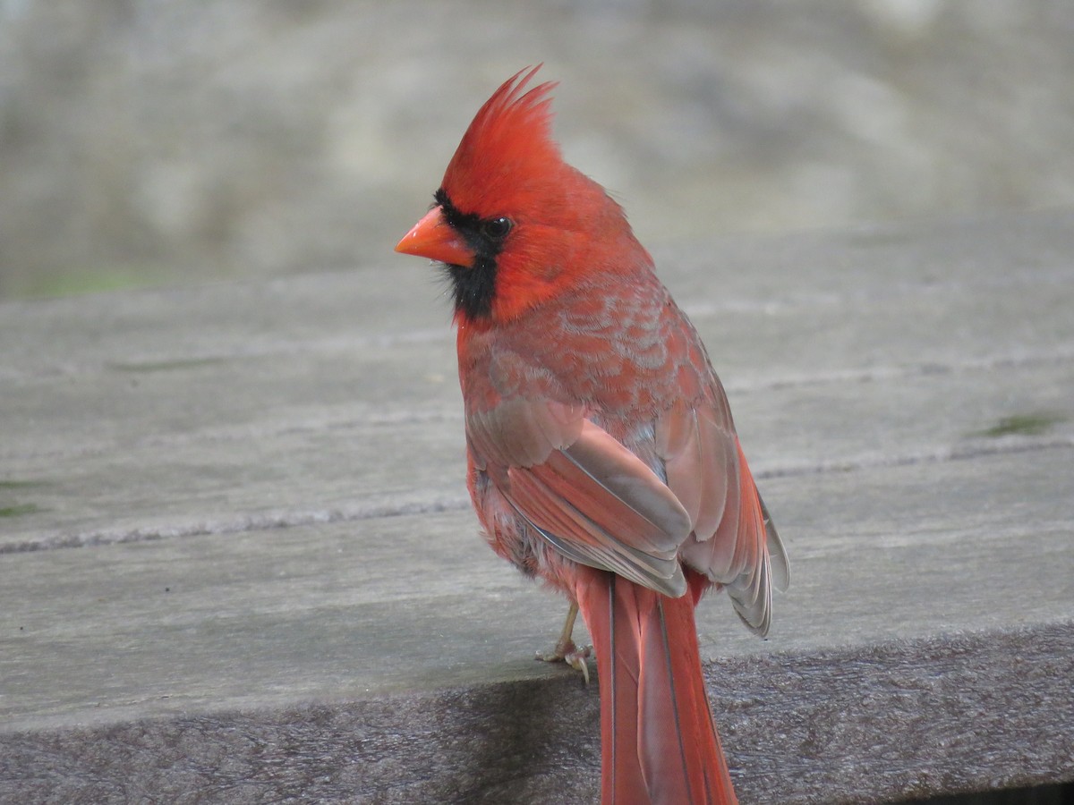 Northern Cardinal - ML102658381