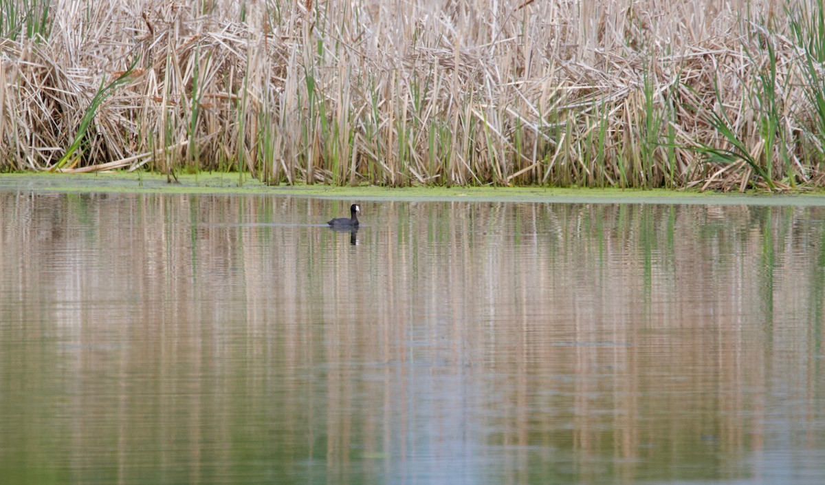 American Coot - Bruce Gates