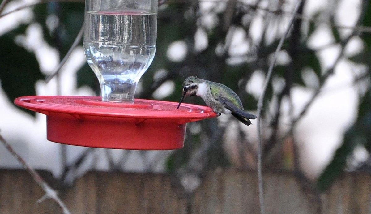 Costa's Hummingbird - ML102660131
