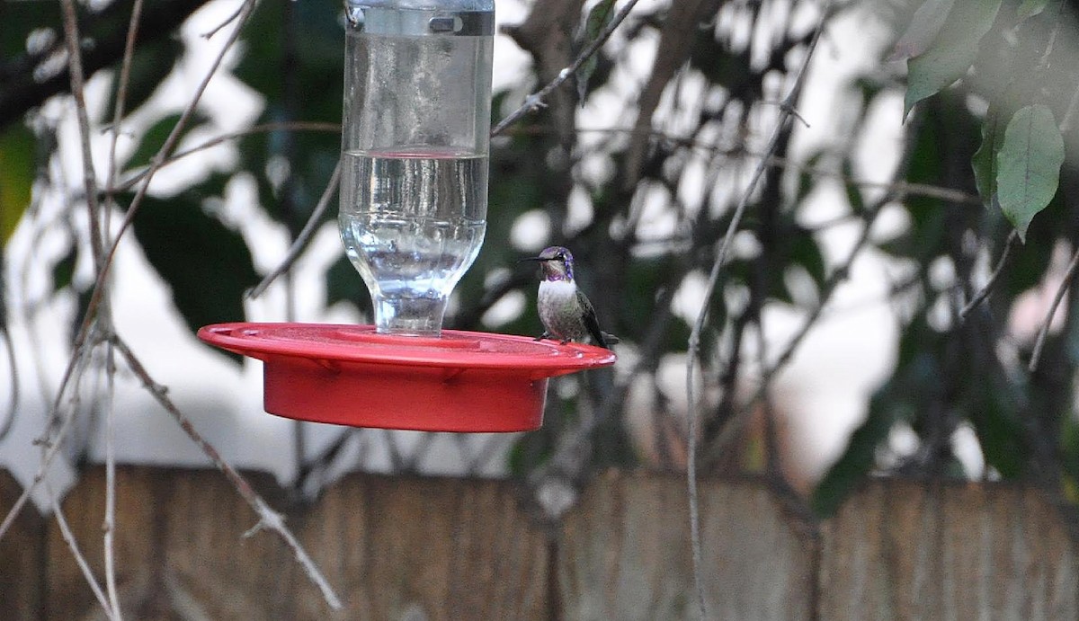 Costa's Hummingbird - ML102660151