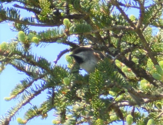 Boreal Chickadee - Nick Vance