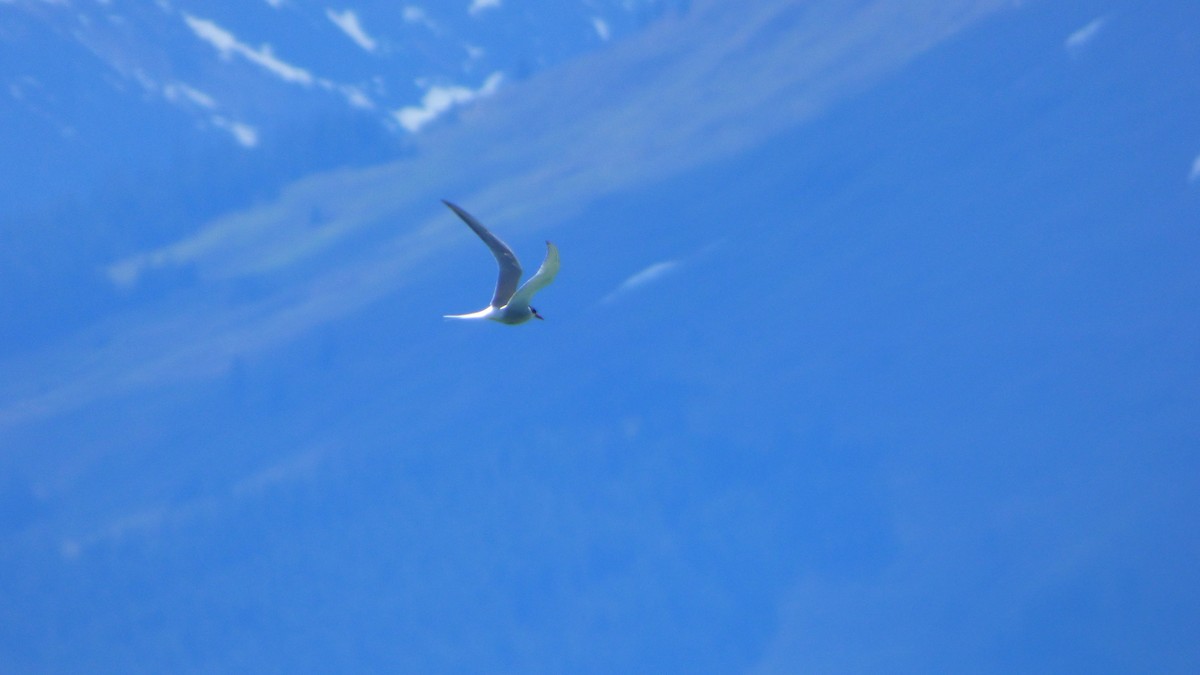 Arctic Tern - ML102661571