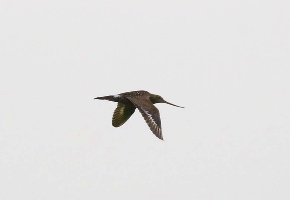 Hudsonian Godwit - ML102662691