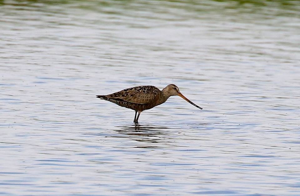 Hudsonian Godwit - ML102662701