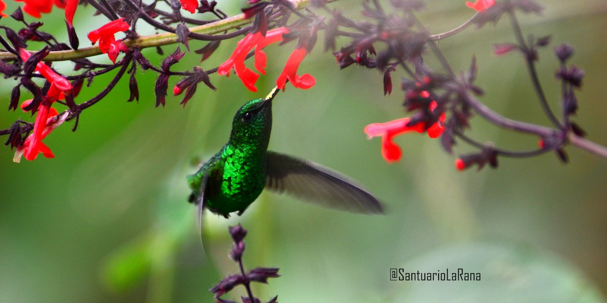 Short-tailed Emerald - ML102663611