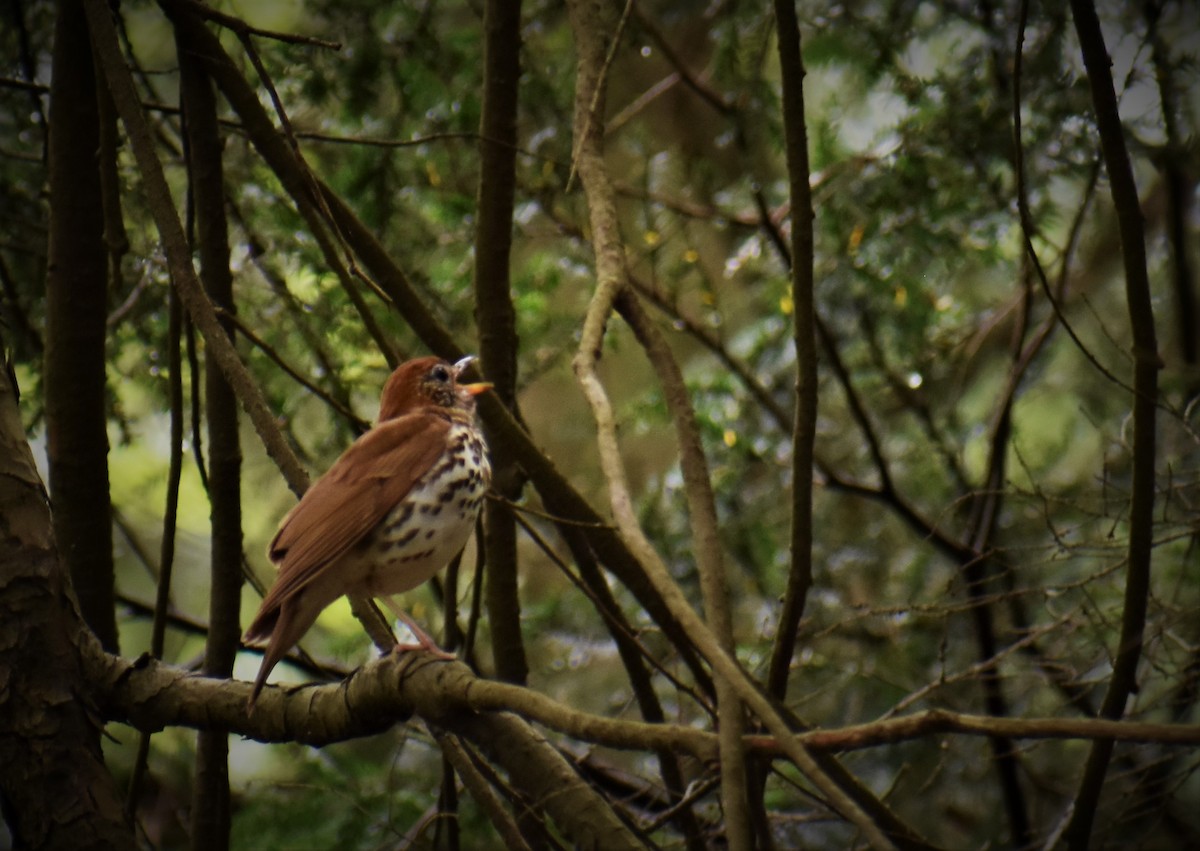 Wood Thrush - Natasza Fontaine
