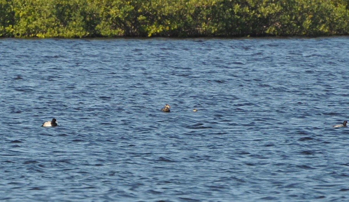 Surf Scoter - ML102664561