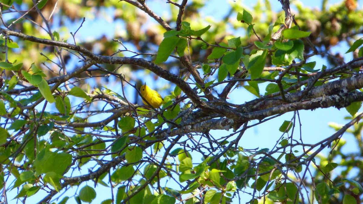 Paruline jaune - ML102664601