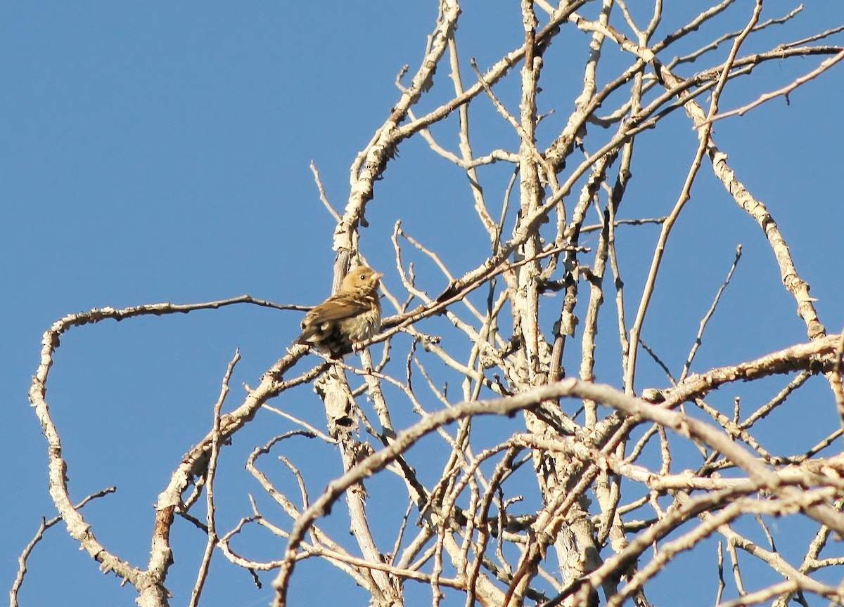 Lazuli Bunting - Jared Peck