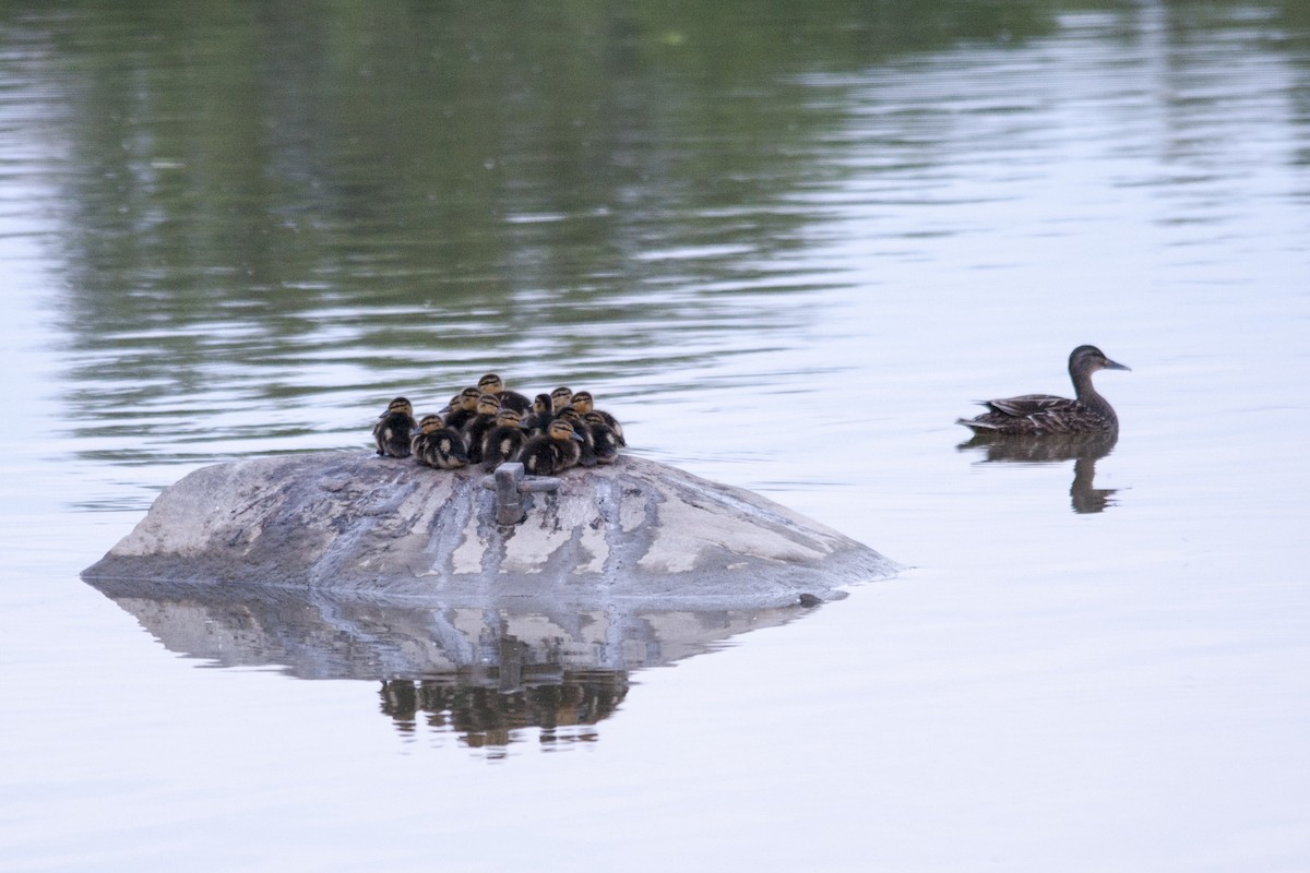 Mallard - ML102664771