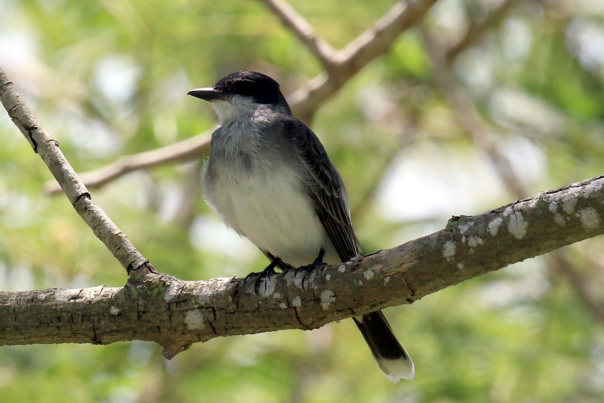 Eastern Kingbird - Dan Jones