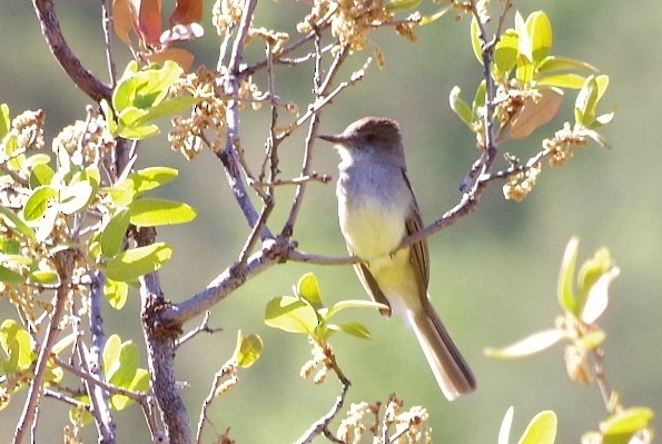 Dusky-capped Flycatcher - ML102665111