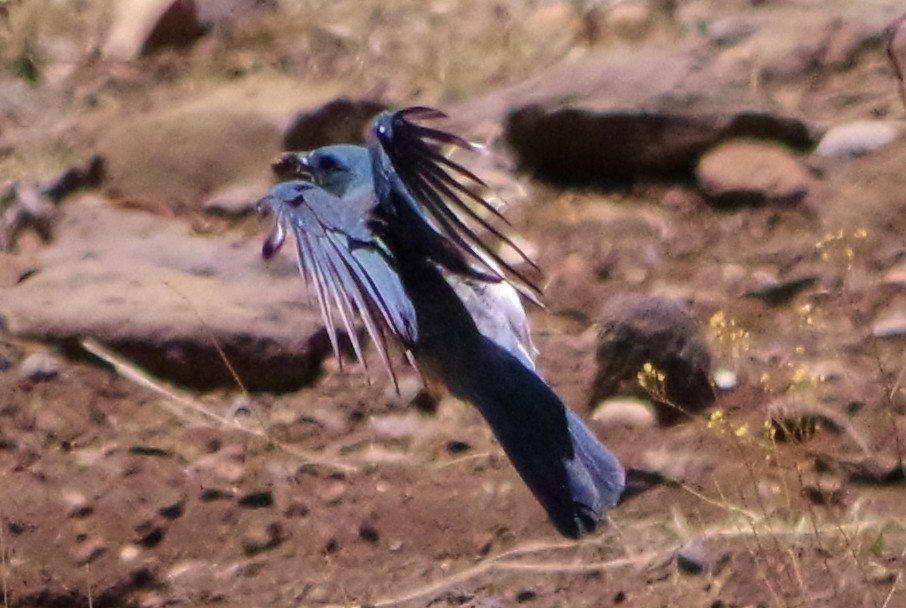 Mexican Jay - ML102665181