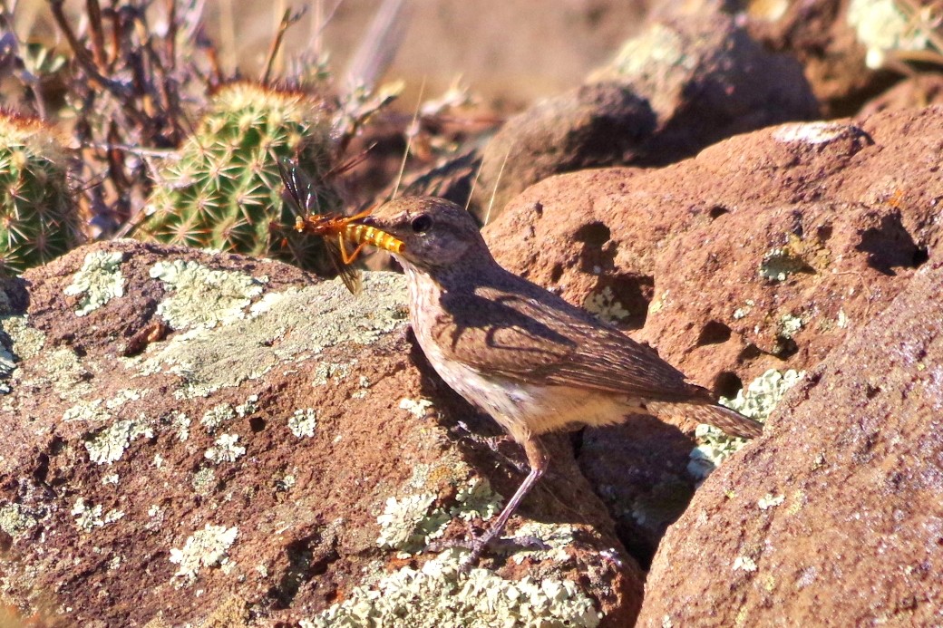 Rock Wren - ML102665241