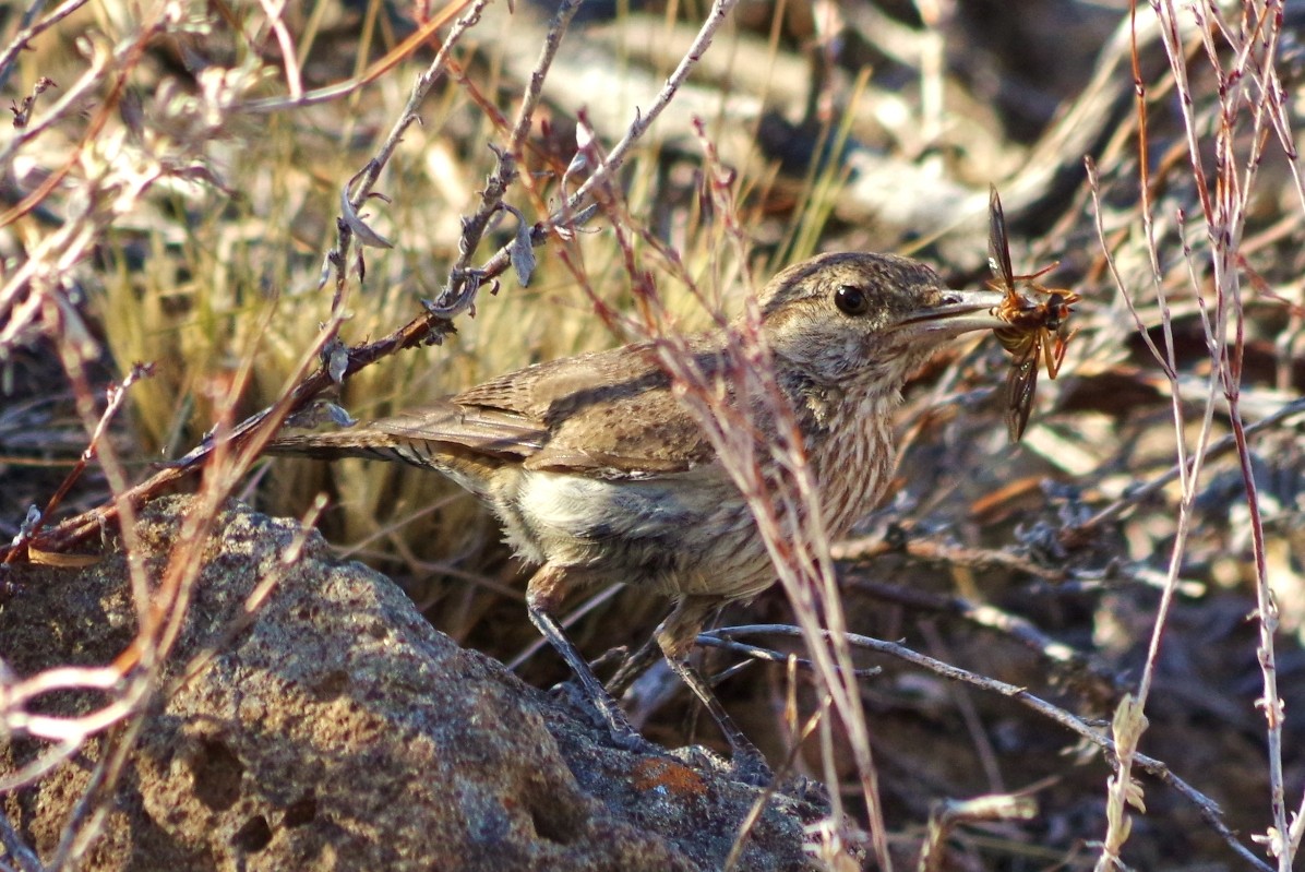 Rock Wren - ML102665311