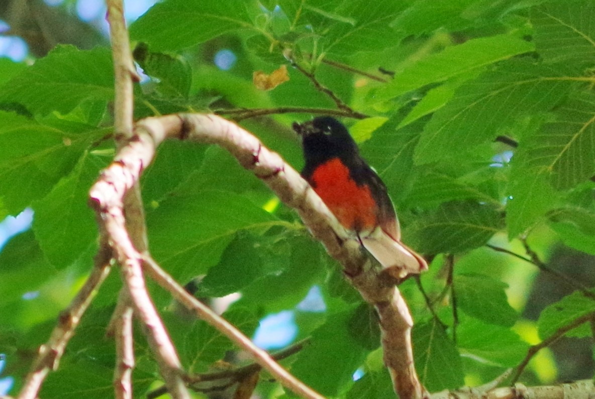 Painted Redstart - ML102665401