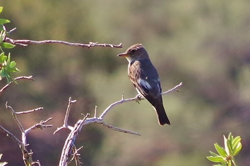 Olive-sided Flycatcher - Rob Bonner