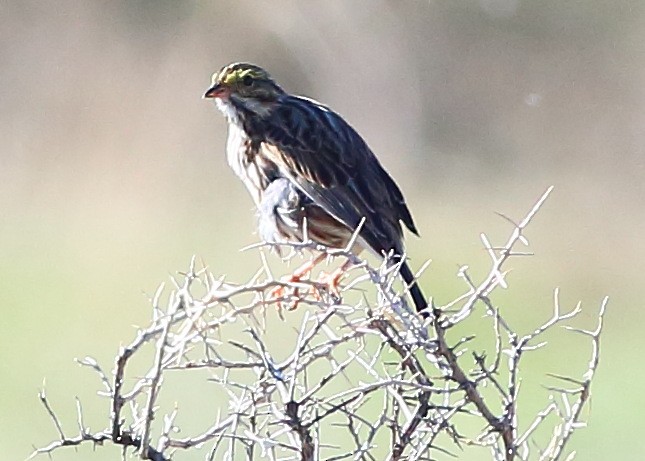 Savannah Sparrow - ML102666111