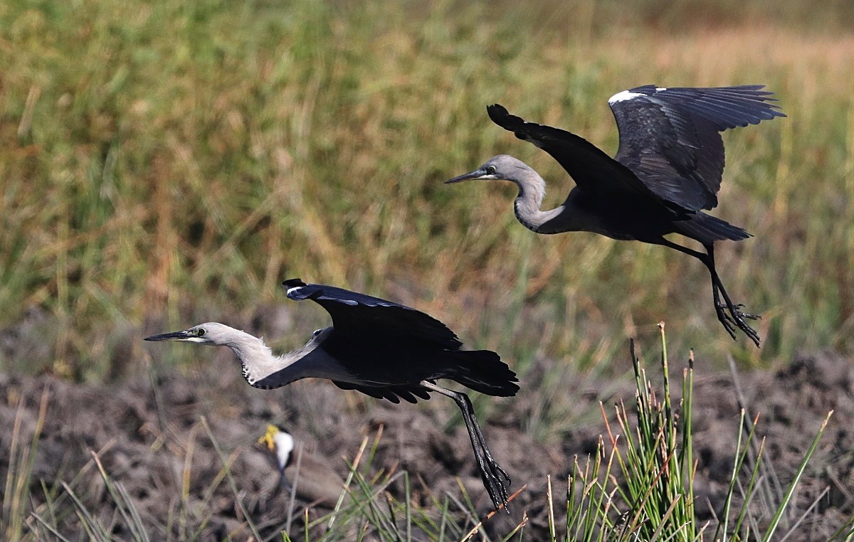 Pacific Heron - Tony Ashton