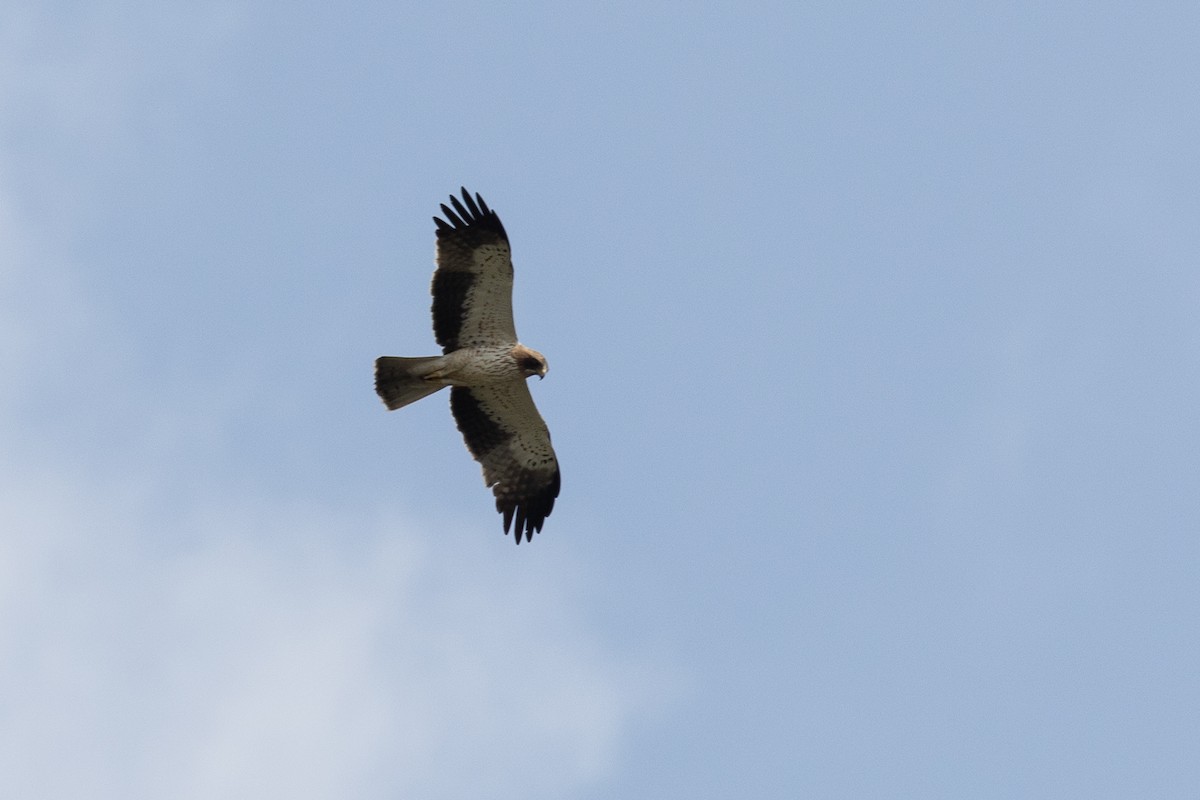 Booted Eagle - Ken Chamberlain