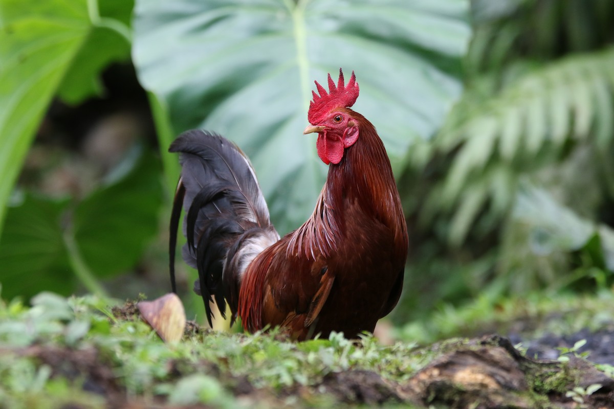 Red Junglefowl (Domestic type) - ML102667461