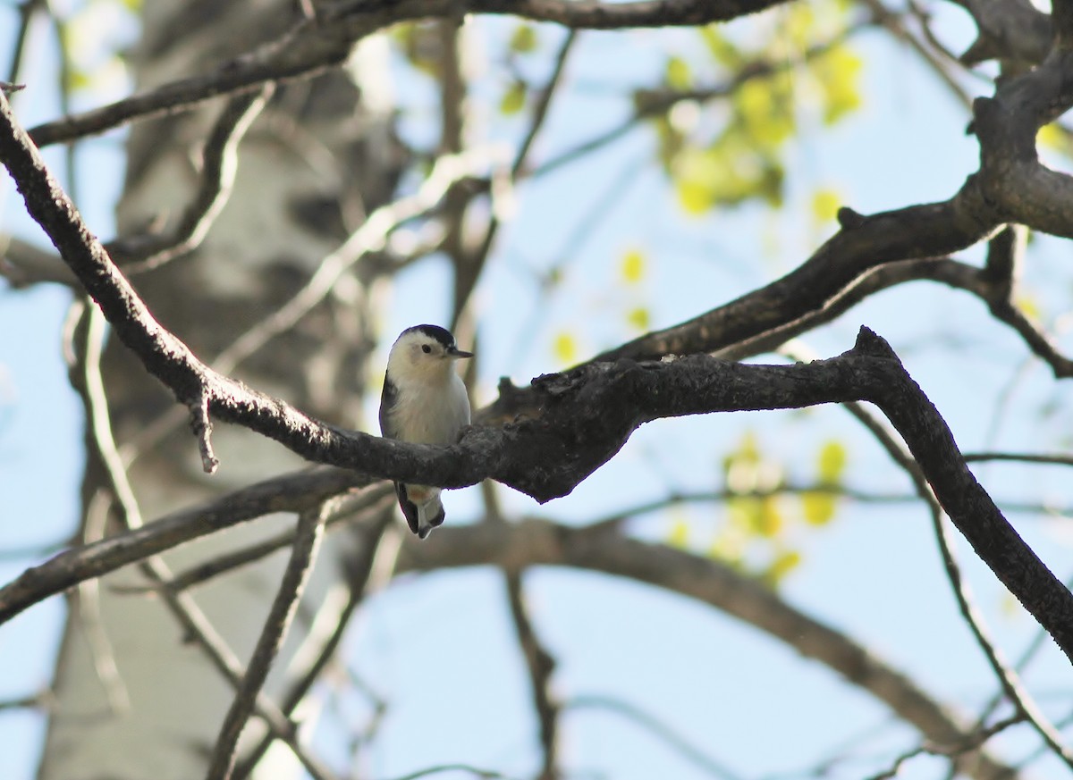 White-breasted Nuthatch - ML102668141