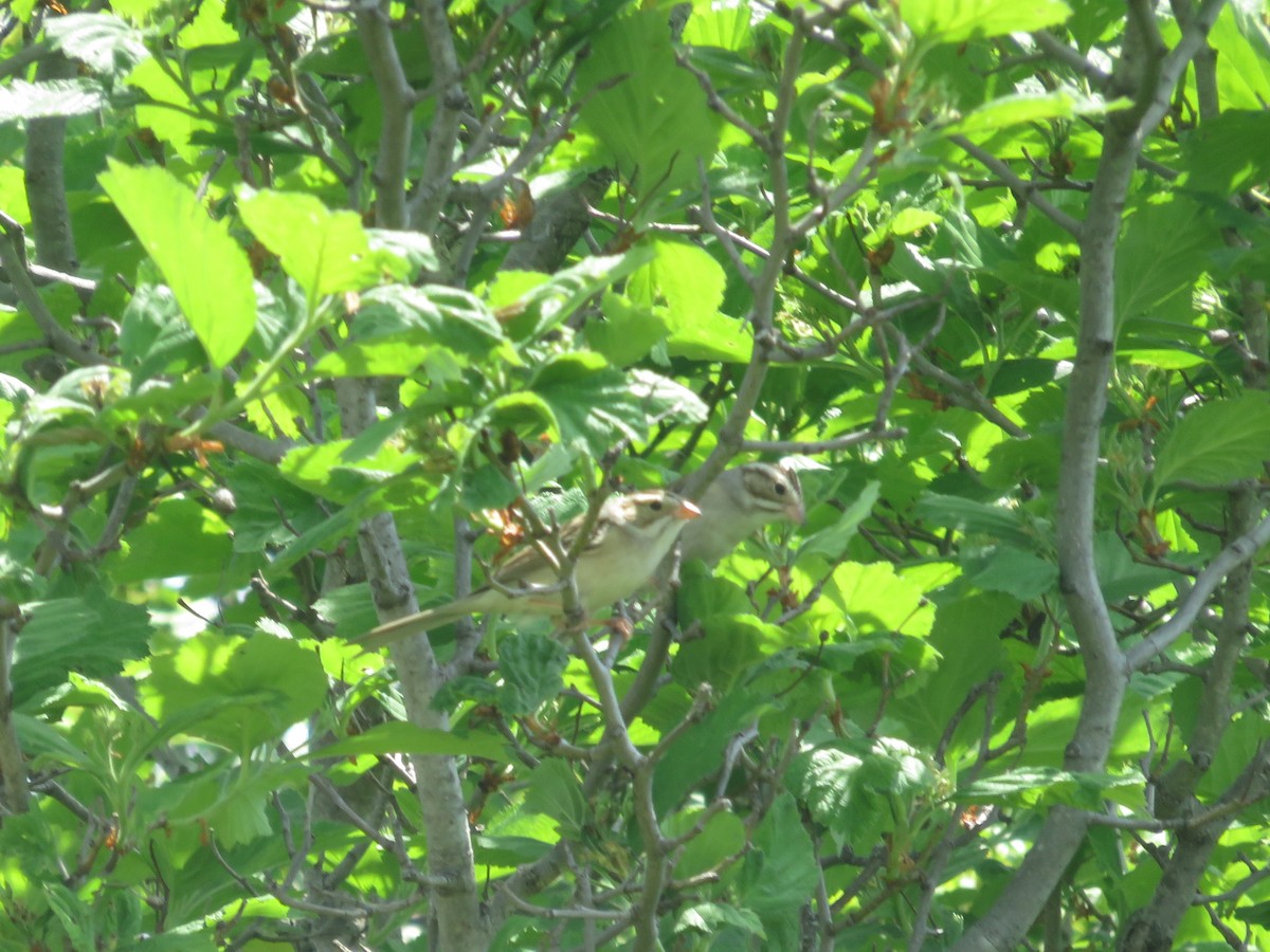 Clay-colored Sparrow - ML102669841