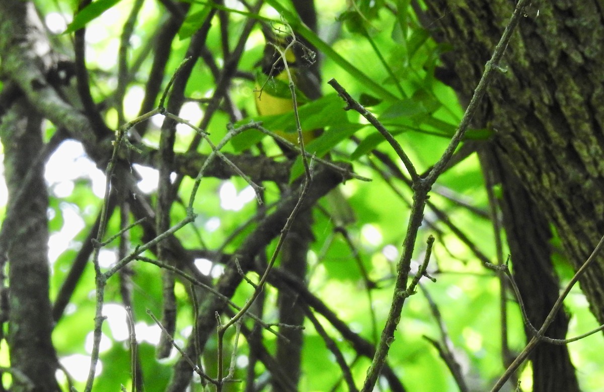 Hooded Warbler - Sharla Meester