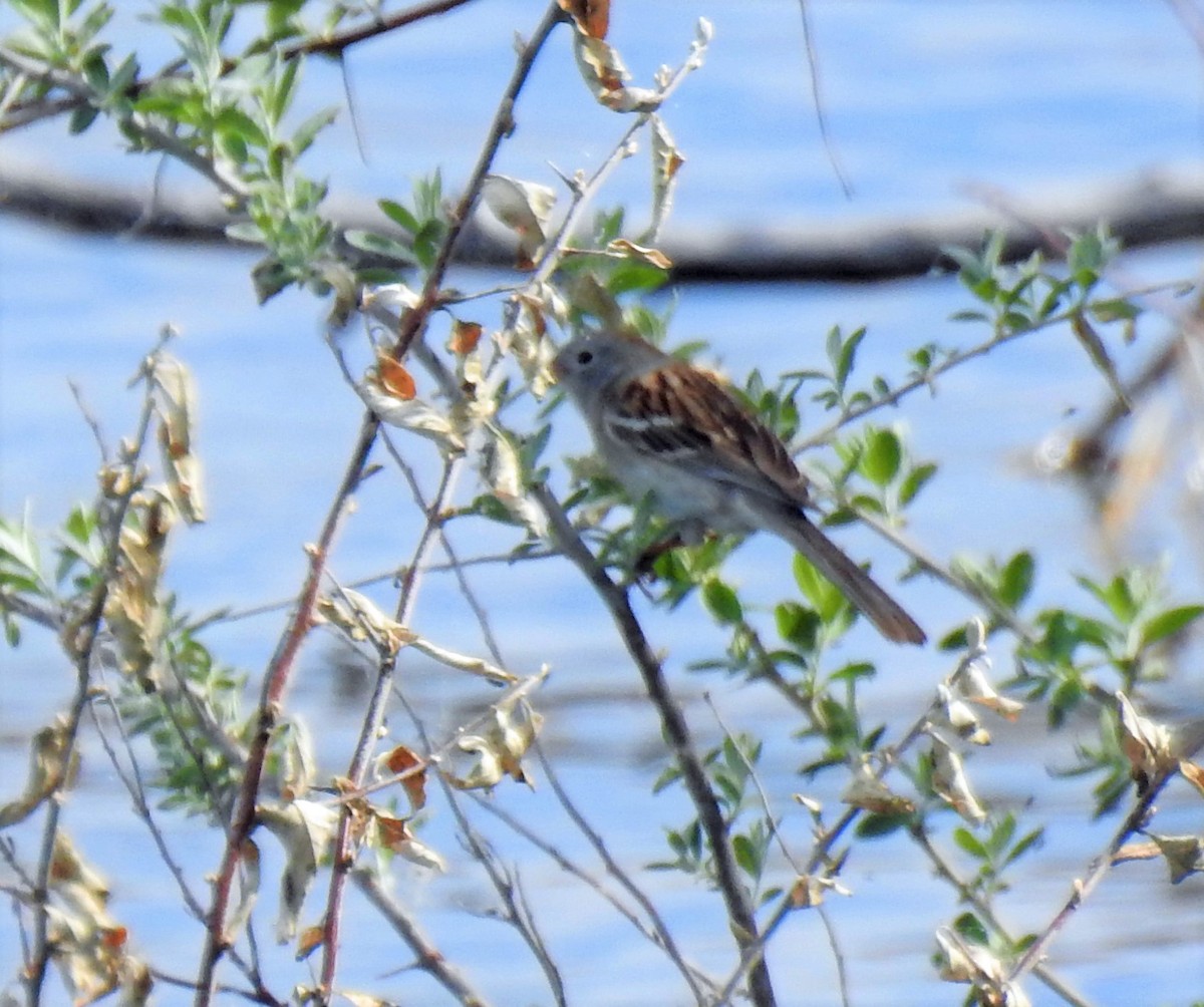 Field Sparrow - ML102674151