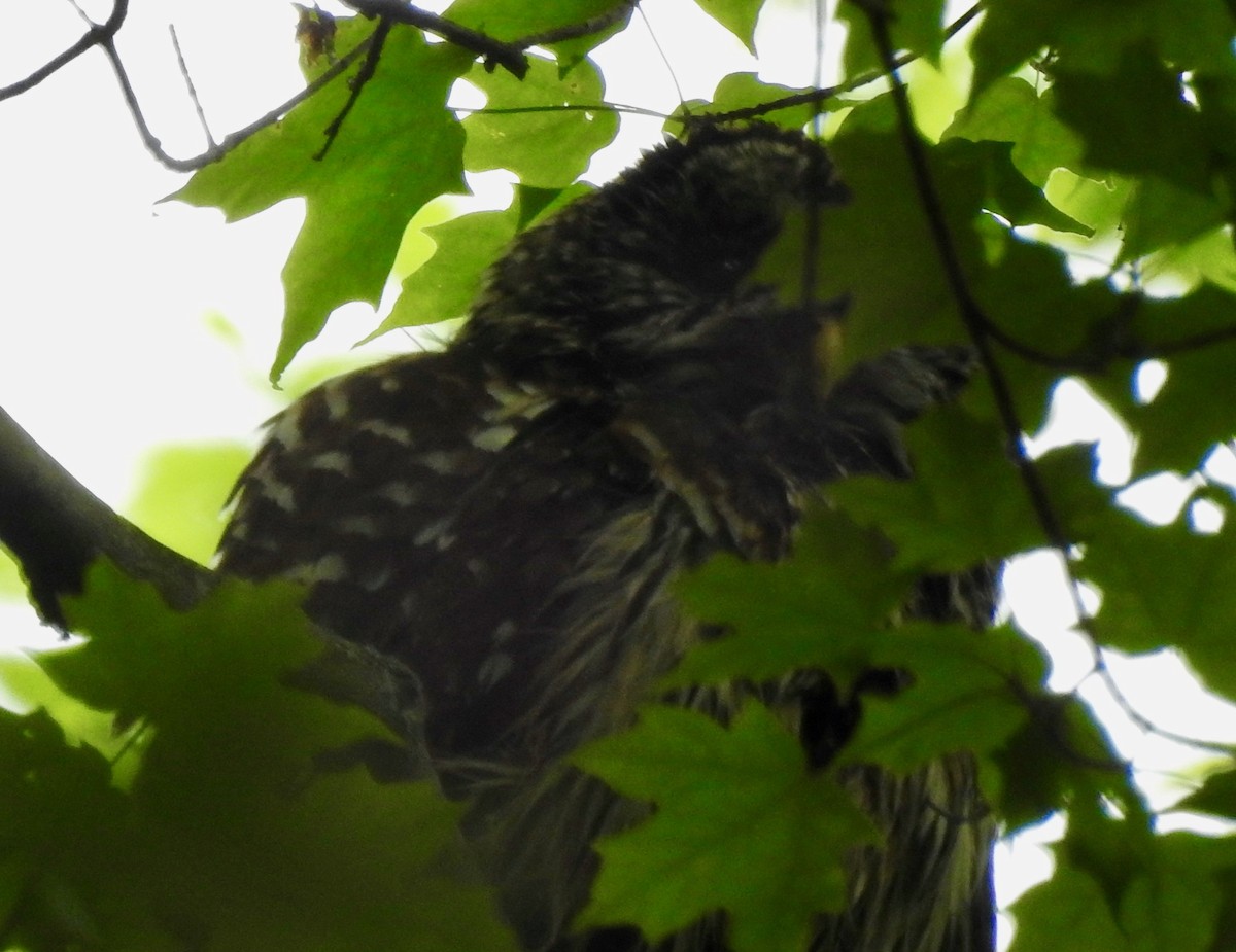 Barred Owl - ML102674401