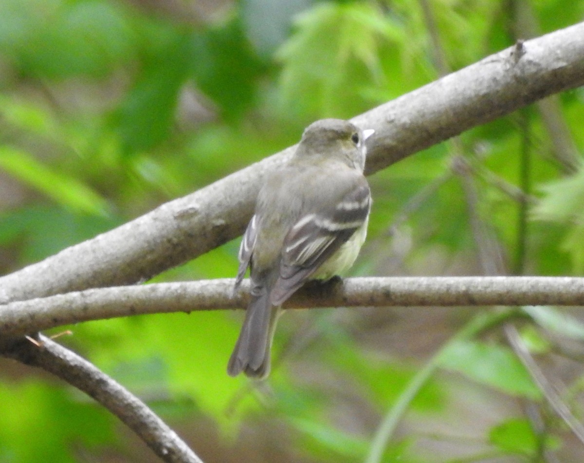 Acadian Flycatcher - ML102674451