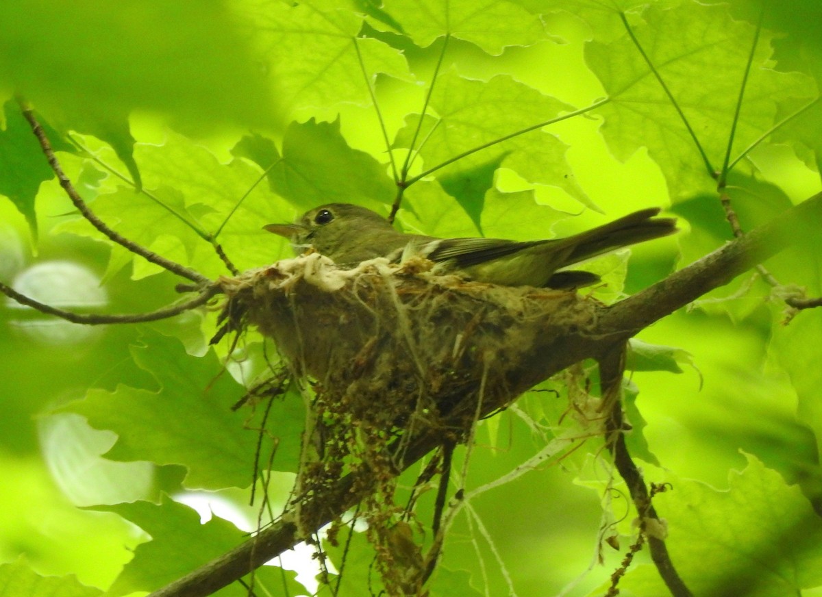 Acadian Flycatcher - ML102674571