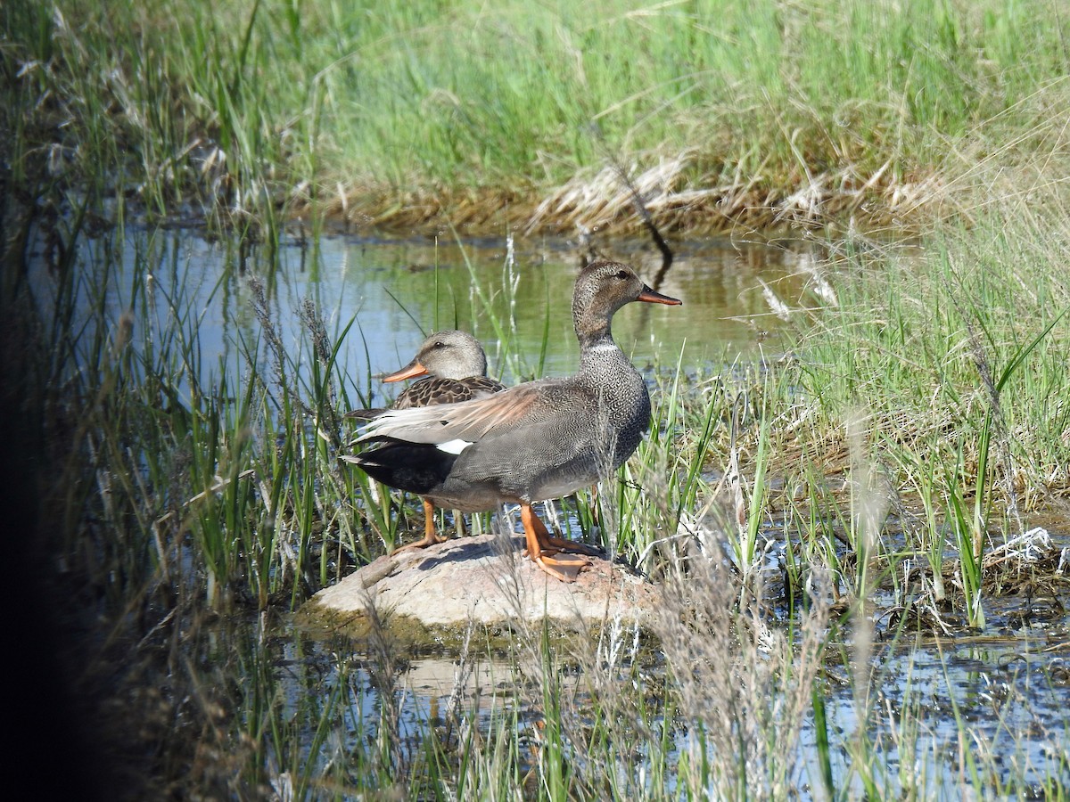 Gadwall - ML102676601