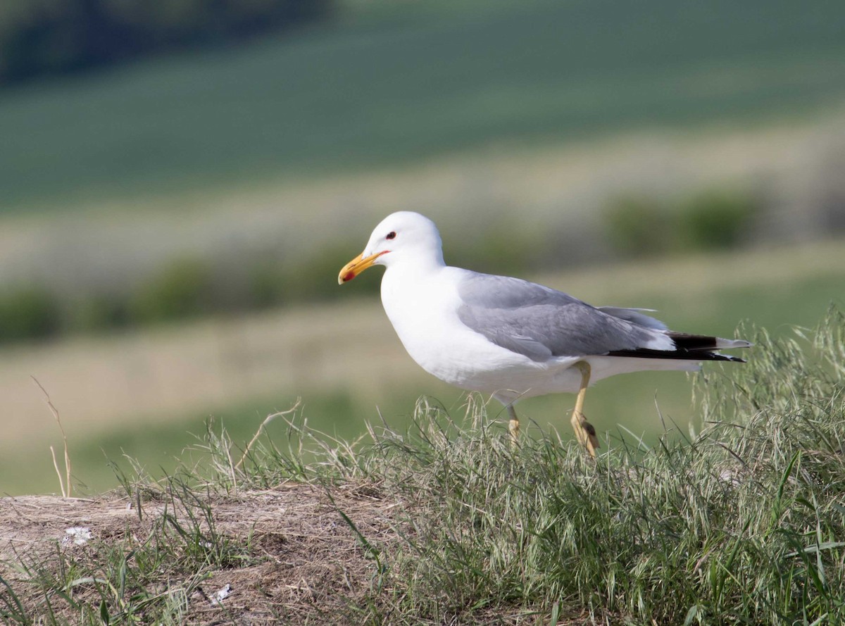 California Gull - ML102678001