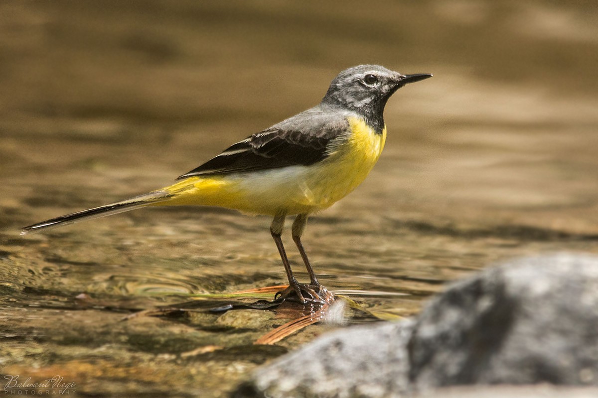 Gray Wagtail - ML102678101