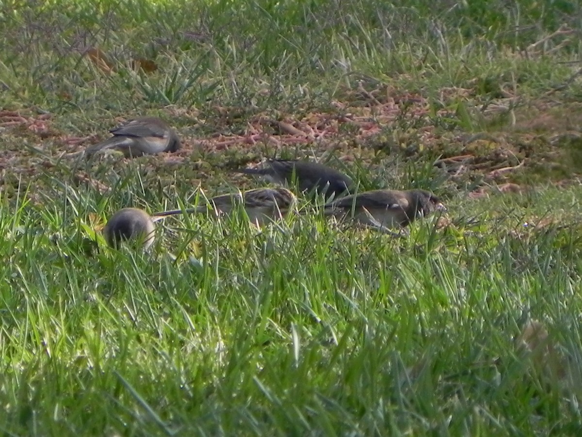 Clay-colored Sparrow - Lee Jones