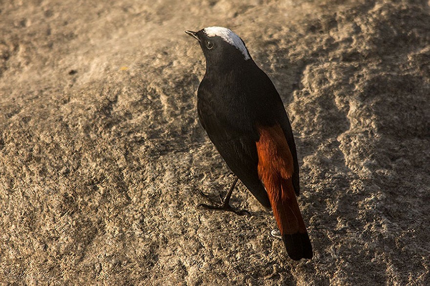 White-capped Redstart - ML102678701