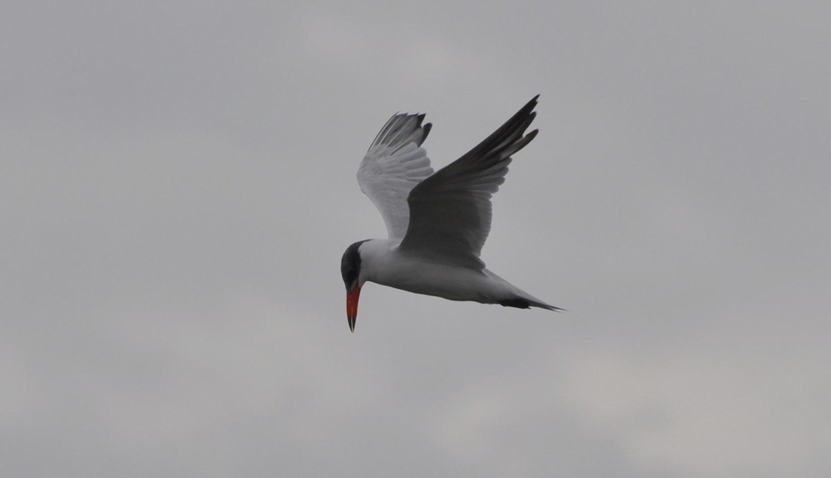 Caspian Tern - ML102678961