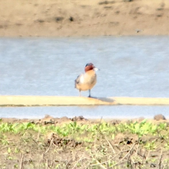 Green-winged Teal - ML102680161