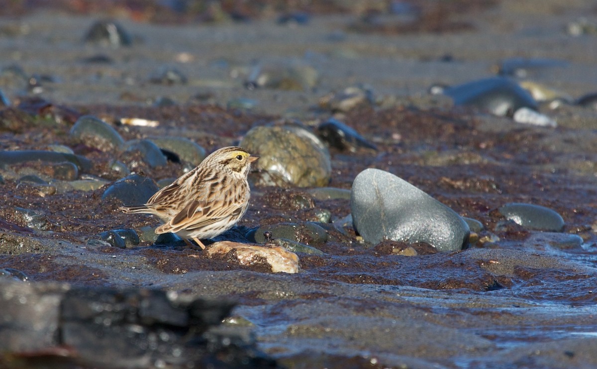 Savannah Sparrow - ML102681611