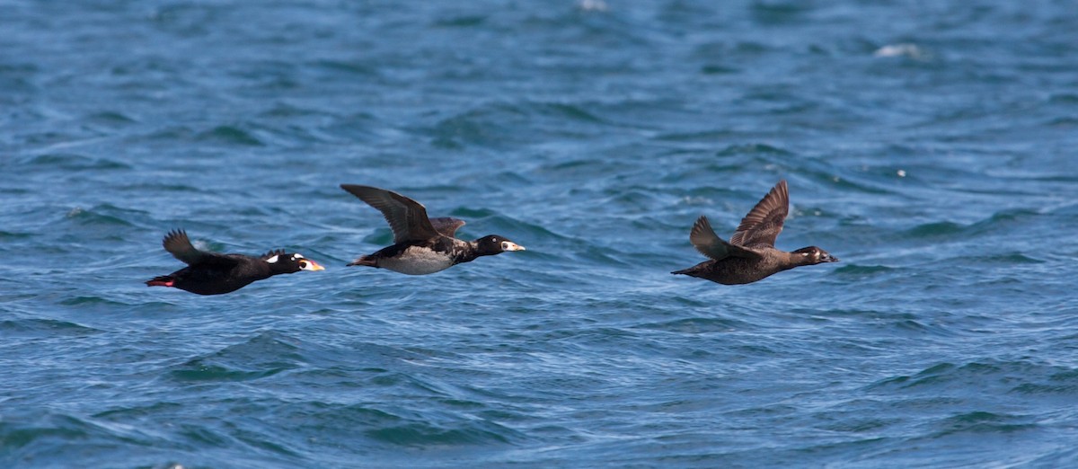 Surf Scoter - ML102682301